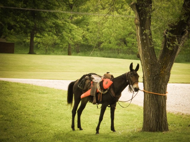 Trail Ride Mule6